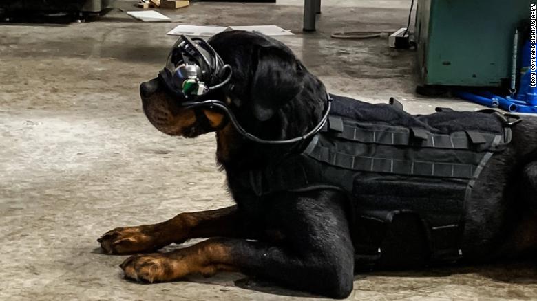 Mater the rottweiler, who is the lead researcher's dog, is shown modeling the new augmented reality goggles.