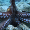 A Common Octopus reaches out for a GoPro