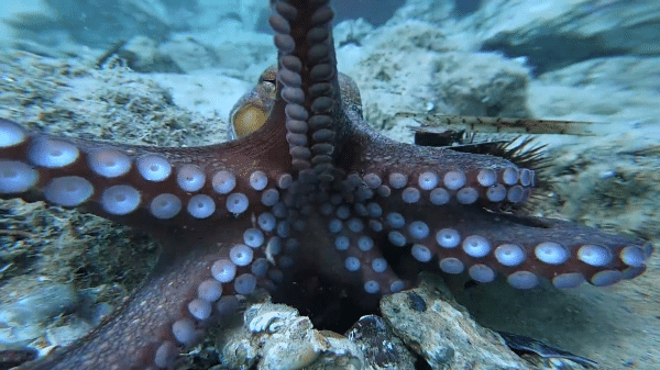 A Common Octopus reaches out for a GoPro