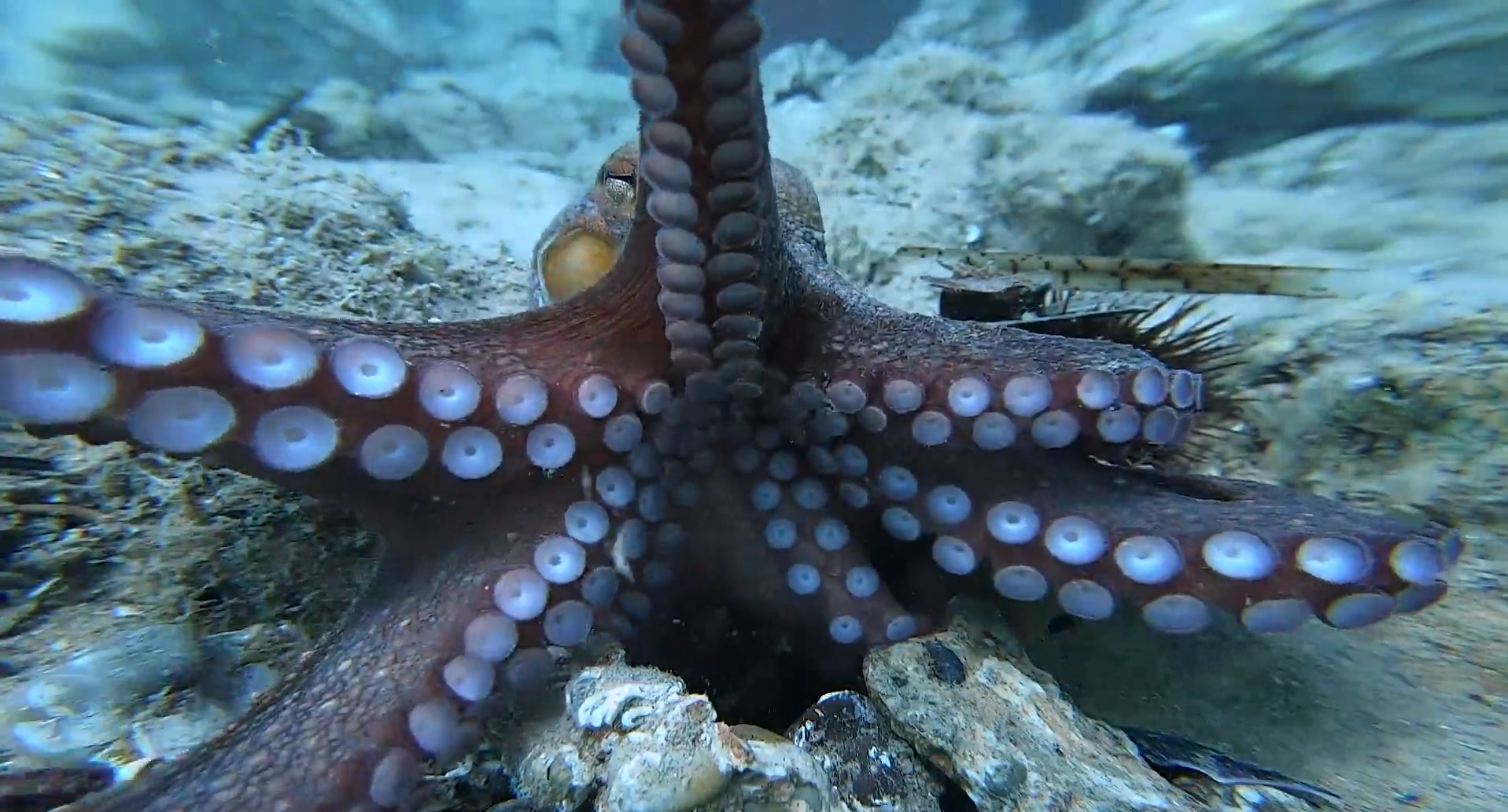 A Common Octopus reaches out for a GoPro