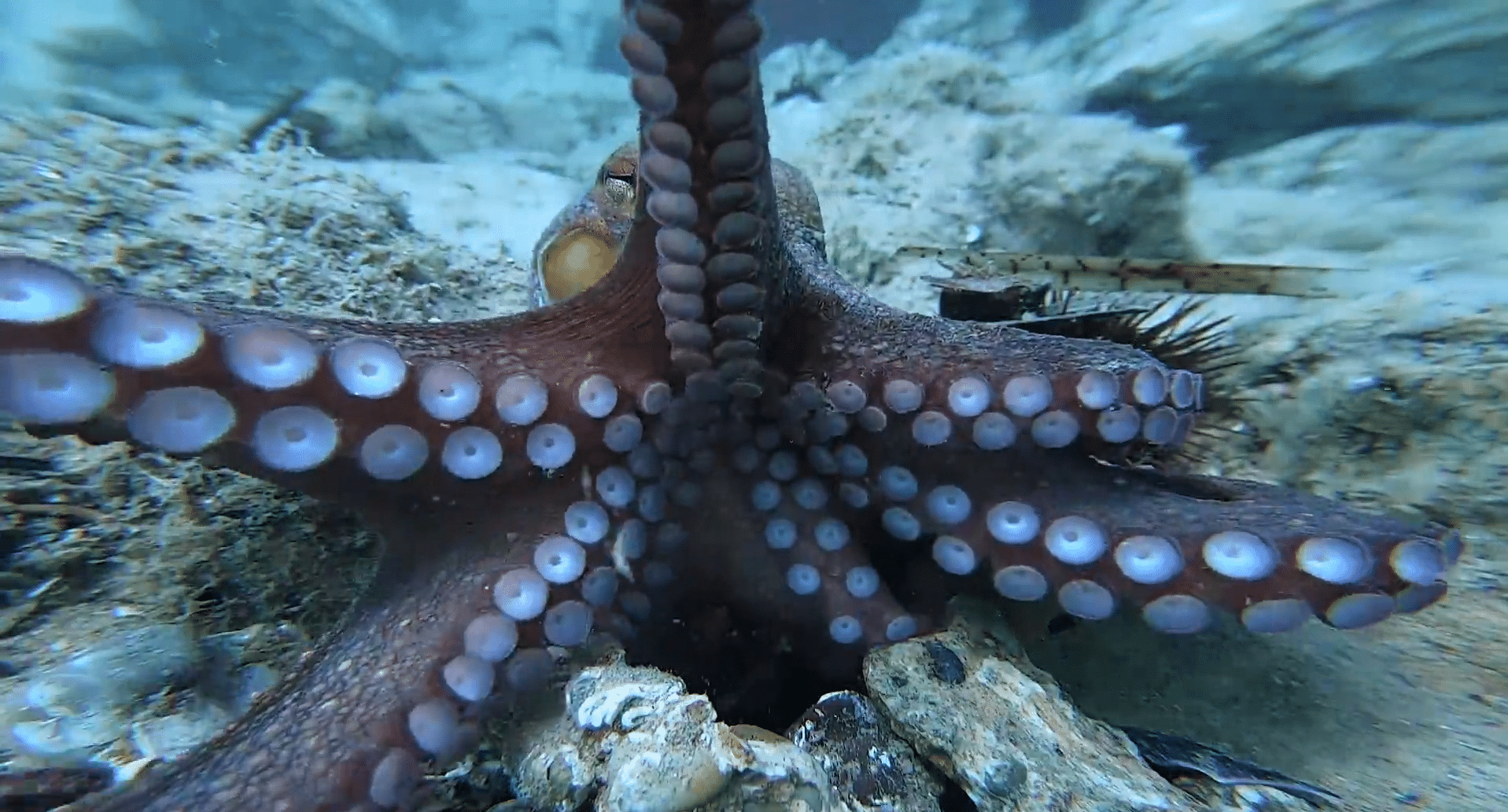 A Common Octopus reaches out for a GoPro