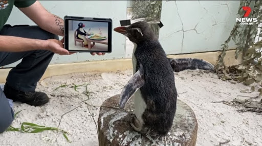 To showcase what Pierre the Penguin looks like while viewing Pingu