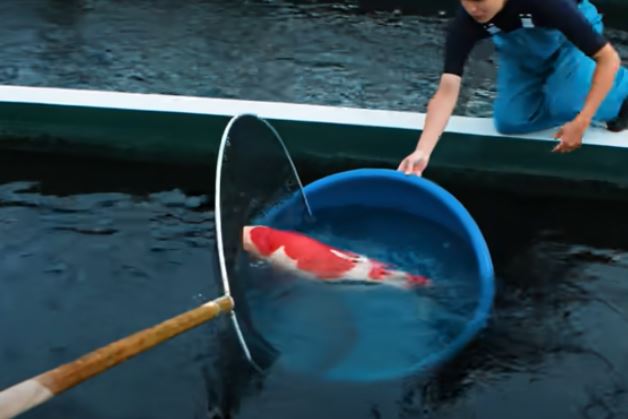 Koi Carp Sells For $1.8 Million Becoming World's Most Expensive Fish