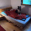 Shepherd Has Adorable Routine Once His Owner Has Left The Room