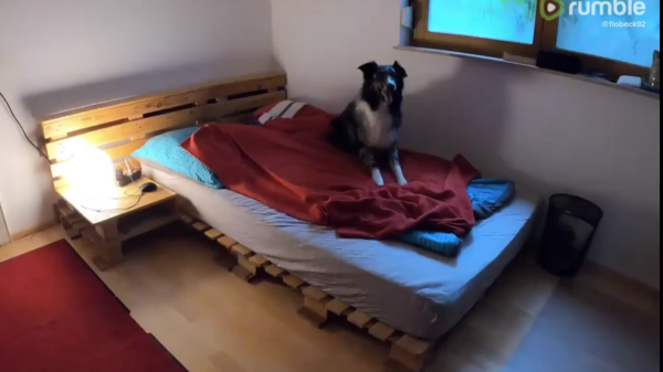Shepherd Has Adorable Routine Once His Owner Has Left The Room