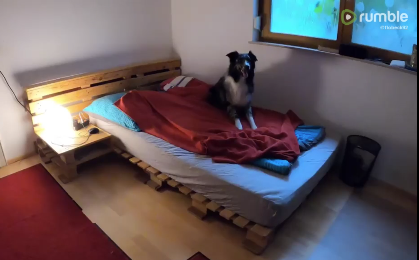 Shepherd Has Adorable Routine Once His Owner Has Left The Room
