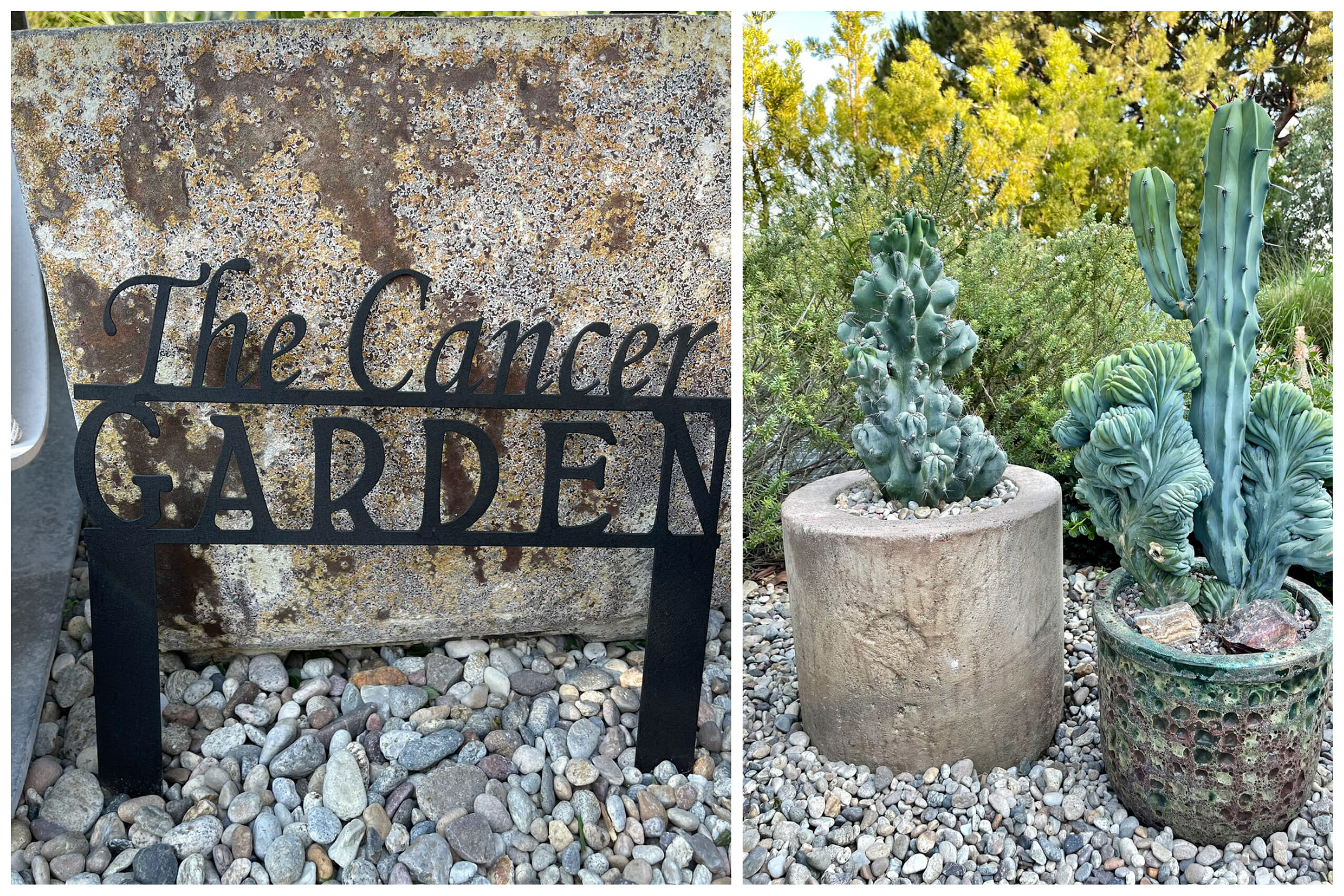A black metal sign saying 'The Cancer Garden', two cacti in stone pots