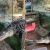 Screenshots of a viral TikTok video where an alligator escapes its enclosure at dinner time