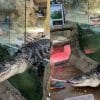 Screenshots of a viral TikTok video where an alligator escapes its enclosure at dinner time