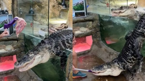 Screenshots of a viral TikTok video where an alligator escapes its enclosure at dinner time