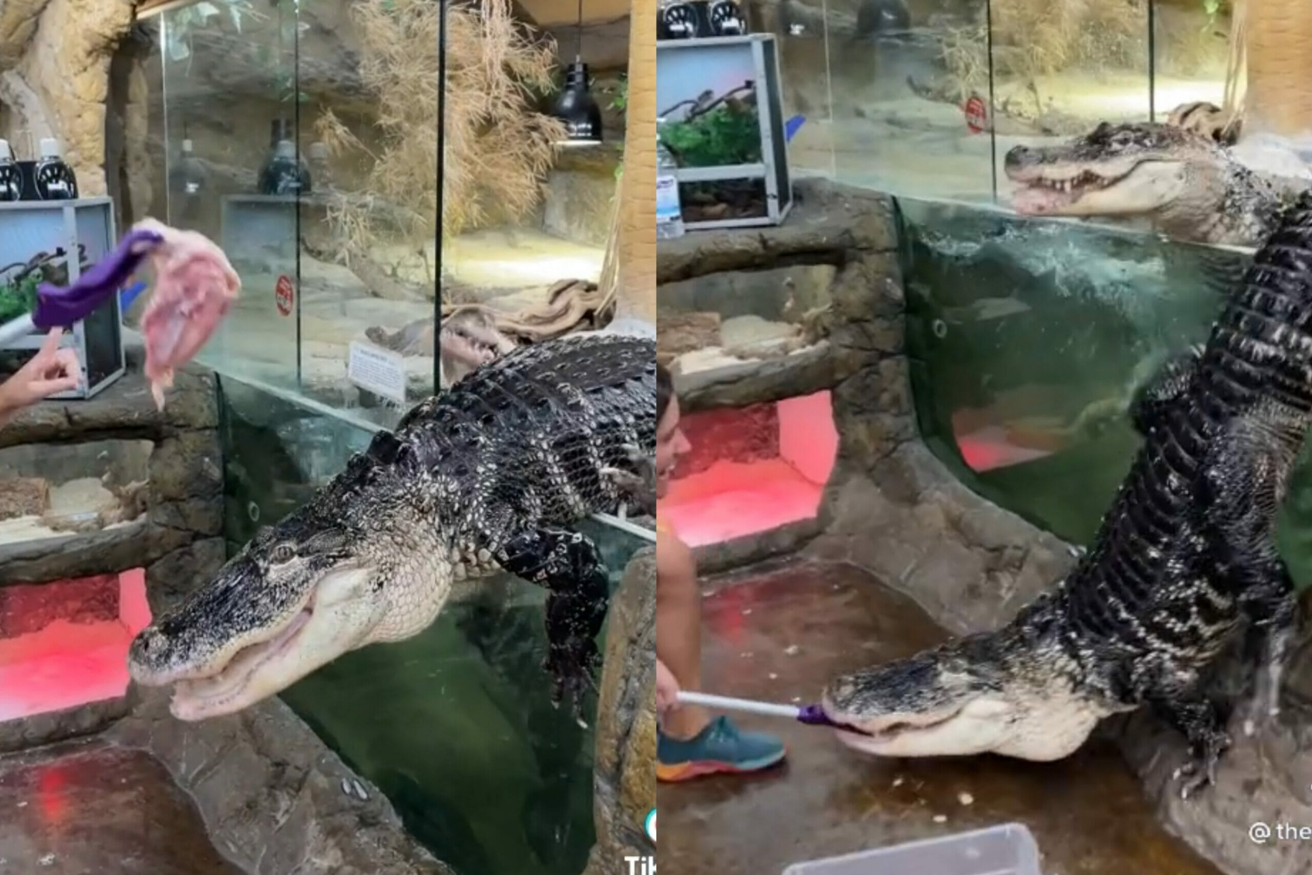 Screenshots of a viral TikTok video where an alligator escapes its enclosure at dinner time