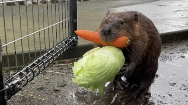 Beaver carries vegetables