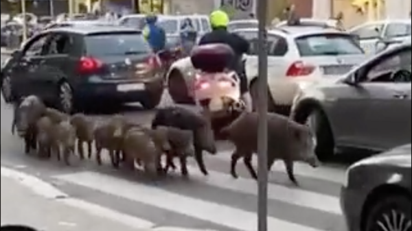 Wild boars wander the streets of Rome.