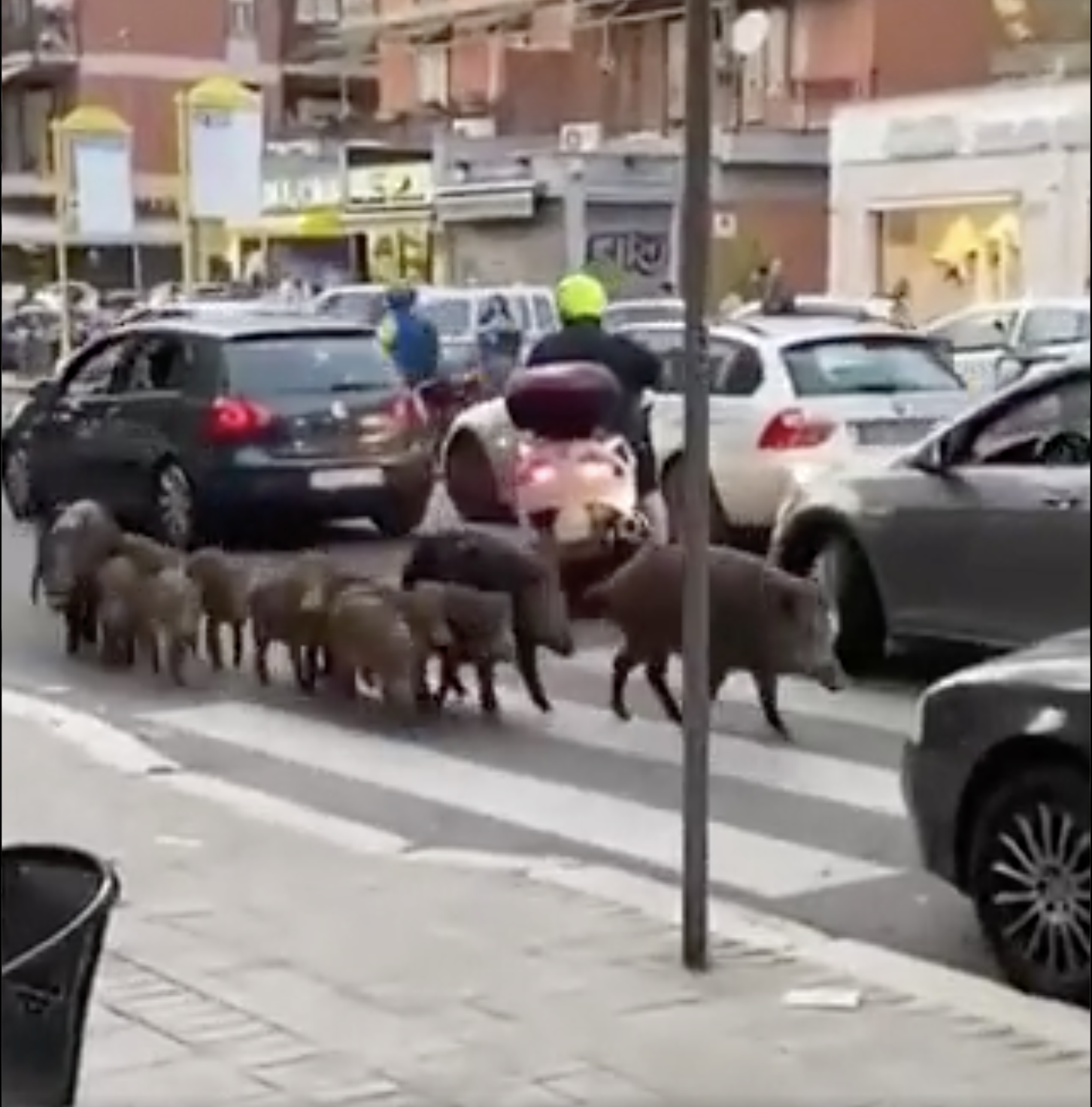 Wild boars wander the streets of Rome.