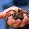 A person holds out a tarantula in their hand.