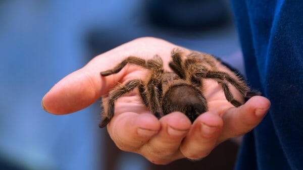 A person holds out a tarantula in their hand.