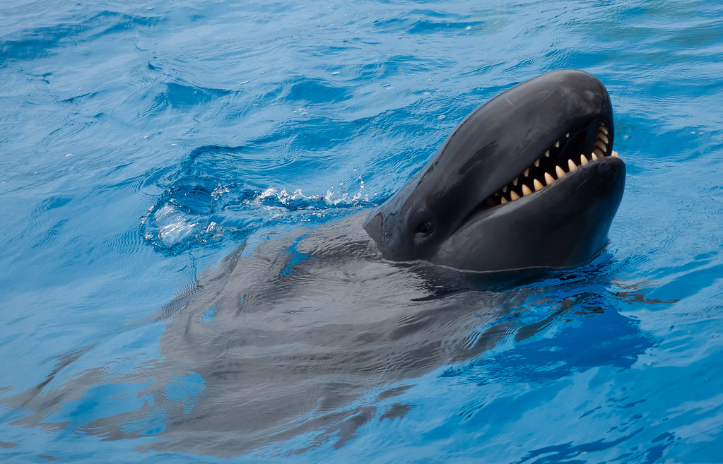false killer whale swimming