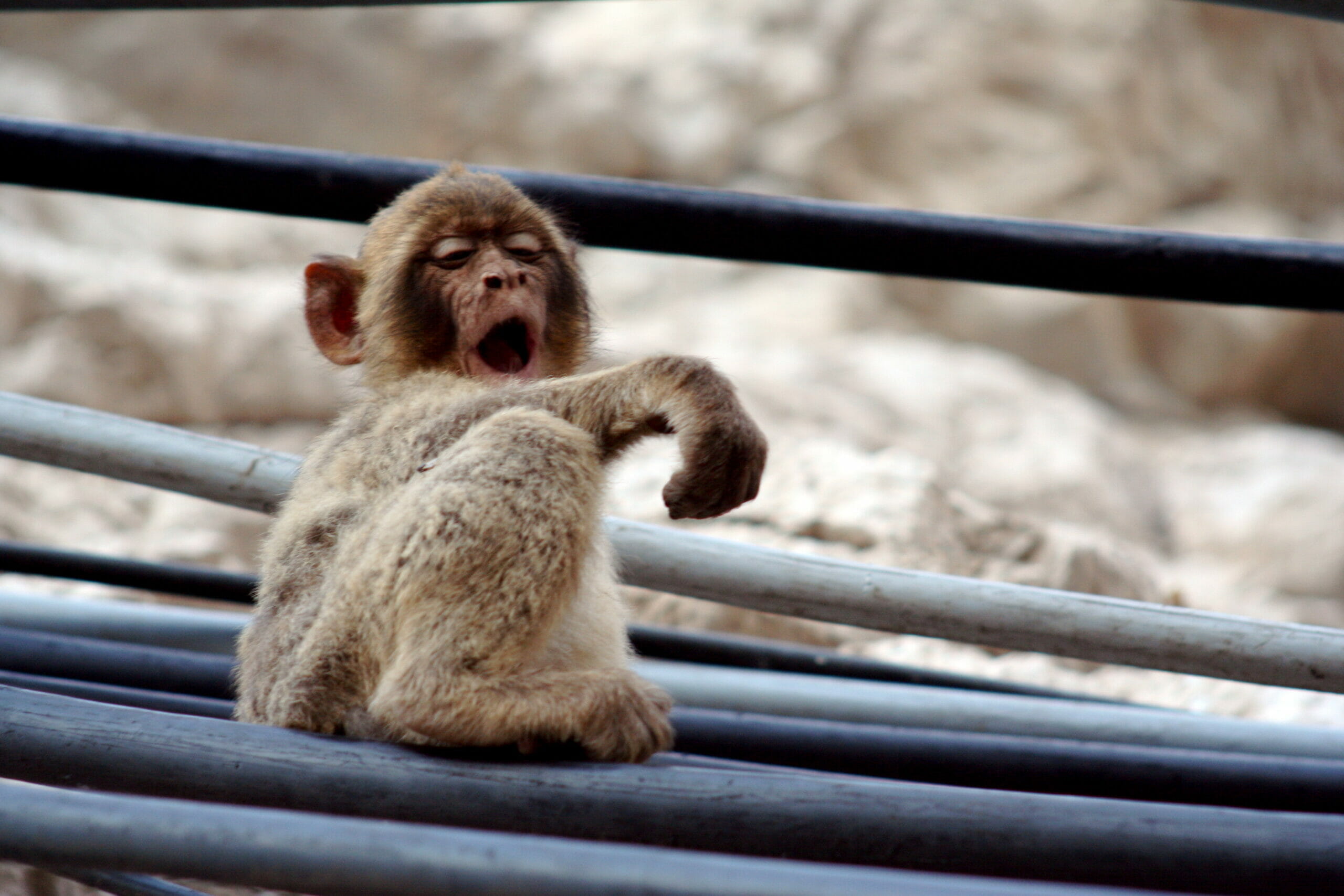 A monkey yawning