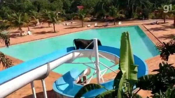 cow on a slide