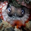 octopus looking at camera