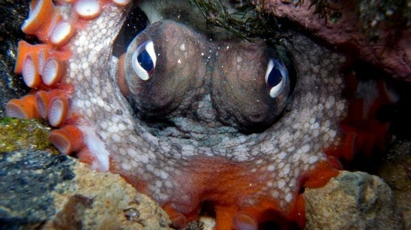 octopus looking at camera