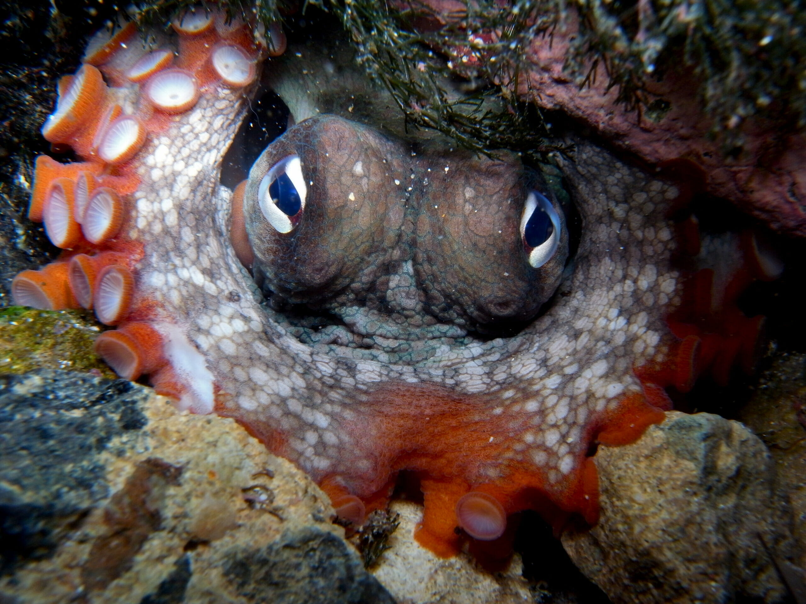 octopus looking at camera