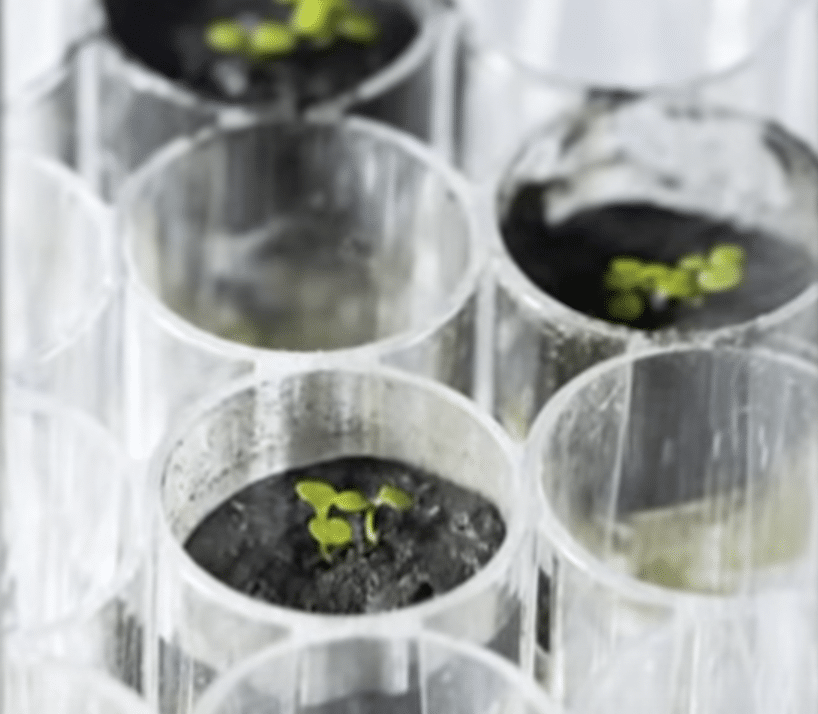 Moon Gardening: Plants Grown in Lunar Soil for the First Time - Trill Mag