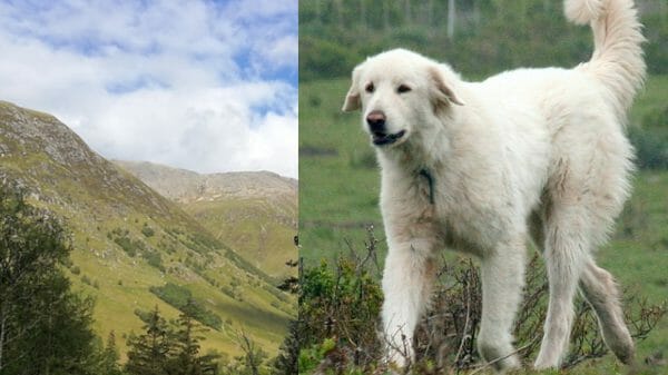 mountain rescue dog Ben Nevis