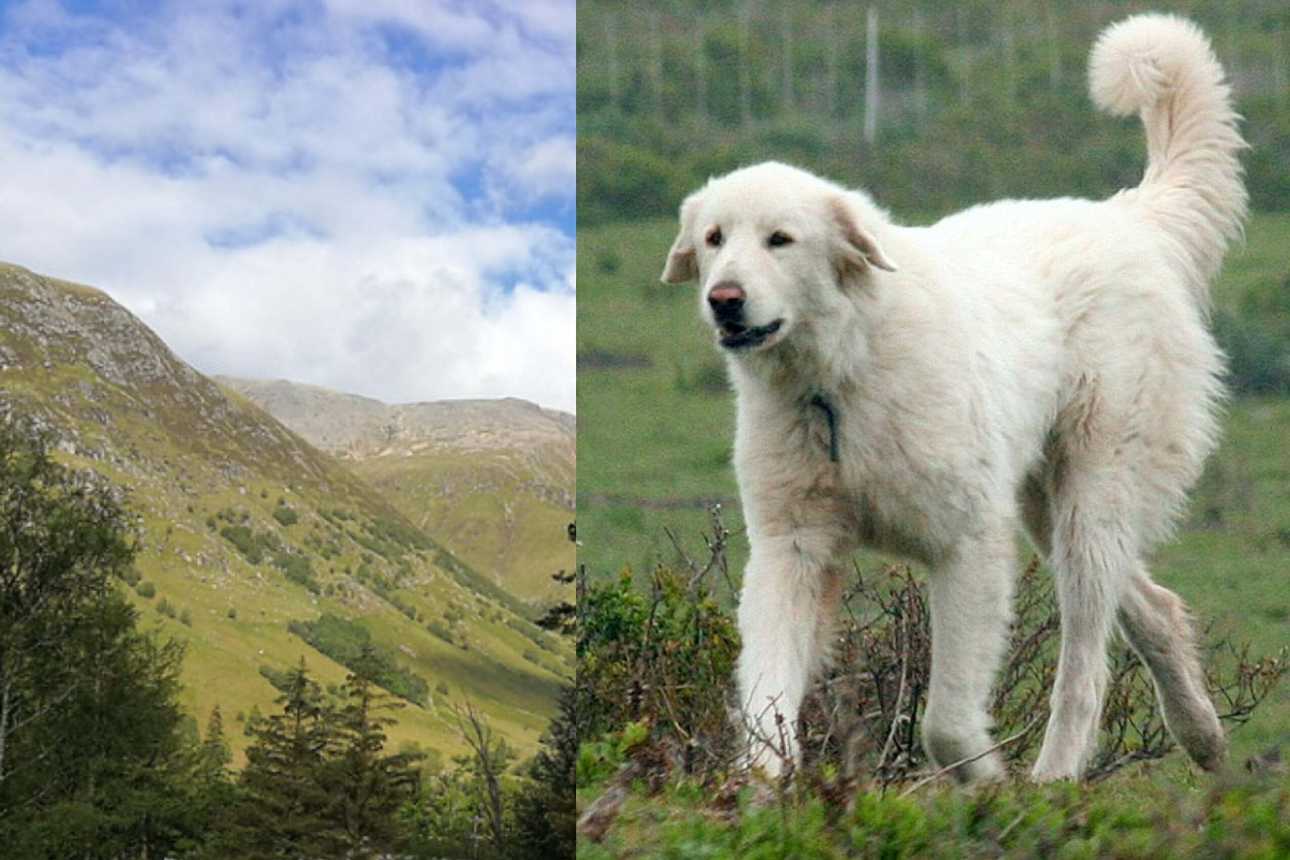mountain rescue dog Ben Nevis
