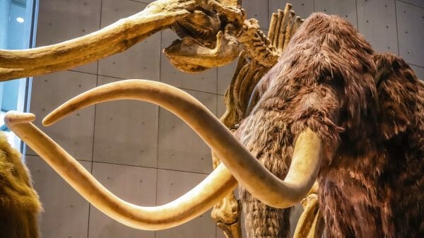 Colossal Woolly Mammoth