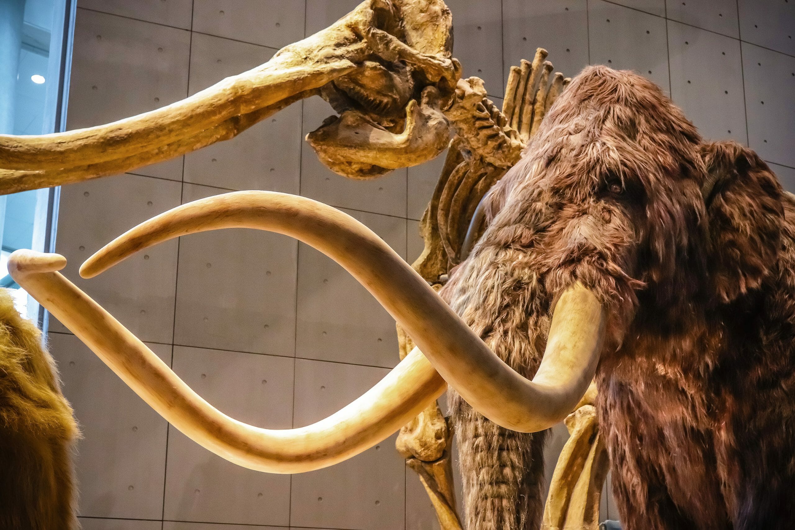 Colossal Woolly Mammoth