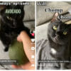 chomp TikTok cat