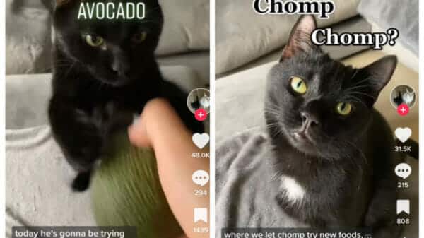 chomp TikTok cat