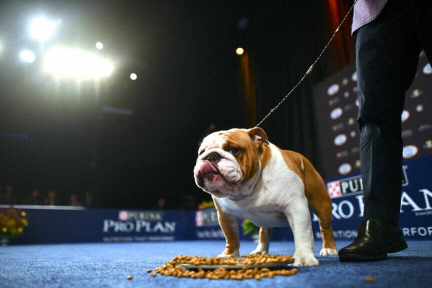 Dog breeds competing at the 2022 National Dog Show