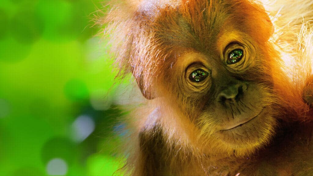 Nature Documentaries Coming to Netflix, Netflix