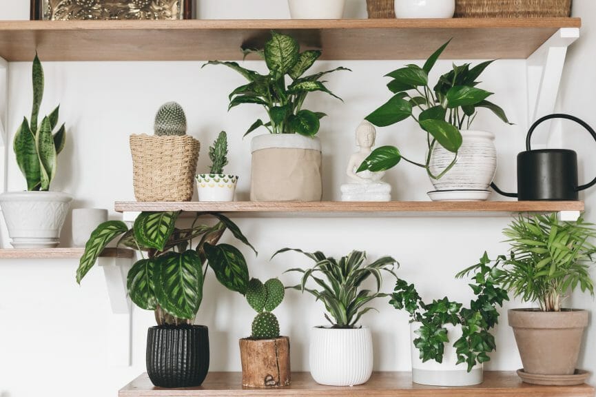 A wide variety of different plants on wooden shelves against a white wall.
