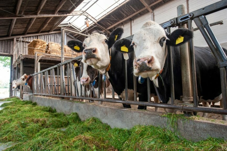 two cows grazing on grass