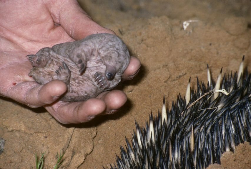 Image of a man holding a baby puggle next to it's mother.