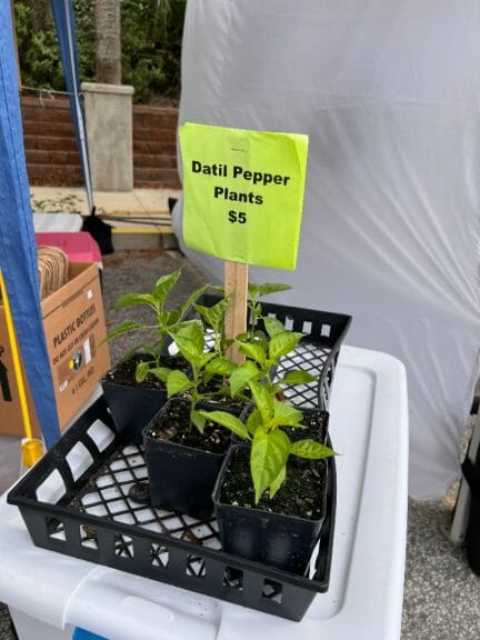 Datil pepper plants for sale for 5 dollars at a market in St. Augustine, Florida.