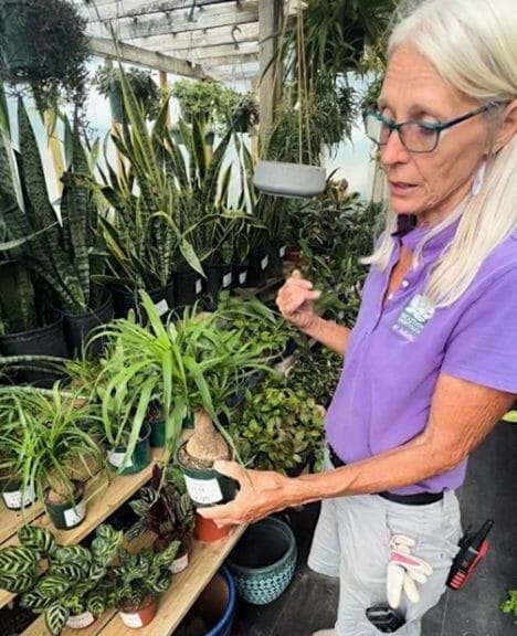Judi holding a Ponytail Palm at Southern Horticulture.