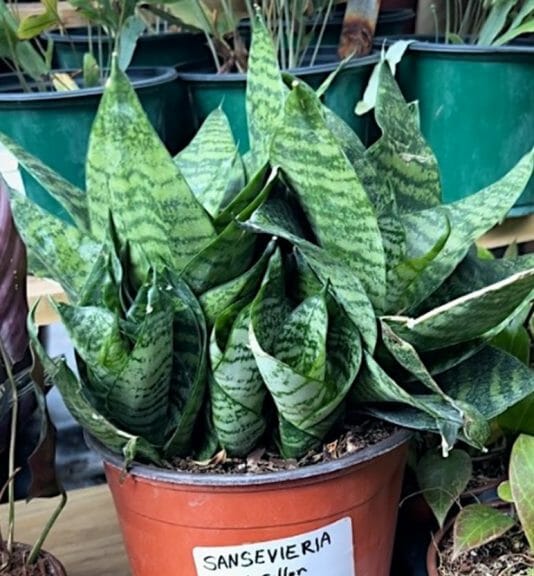 Twisted Sister snake plant at Southern Horticulture. 