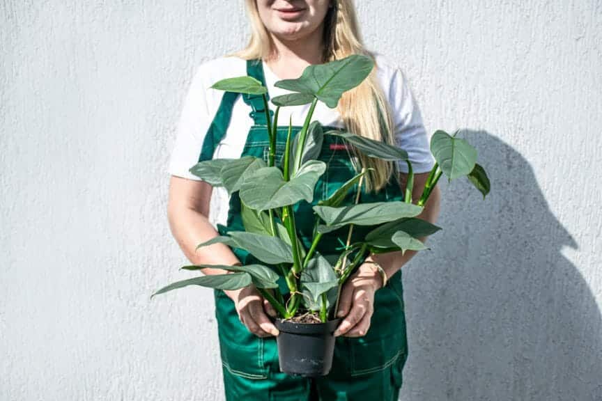 Silver Sword held by a female gardner is shimmering in the sunlight.