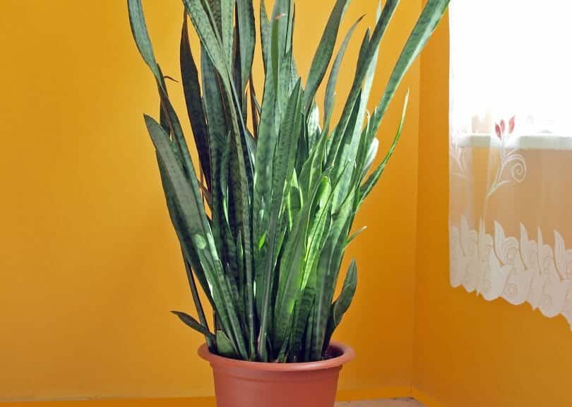 Laurentii in a corner against a yellow painted wall with sunlight beaming through a window.