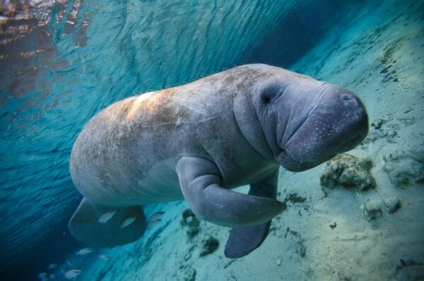 christopher columbus manatee