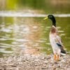 An Indian runner duck standing by a lake