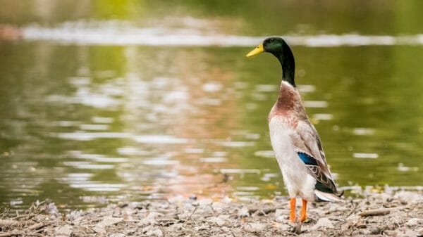An Indian runner duck standing by a lake