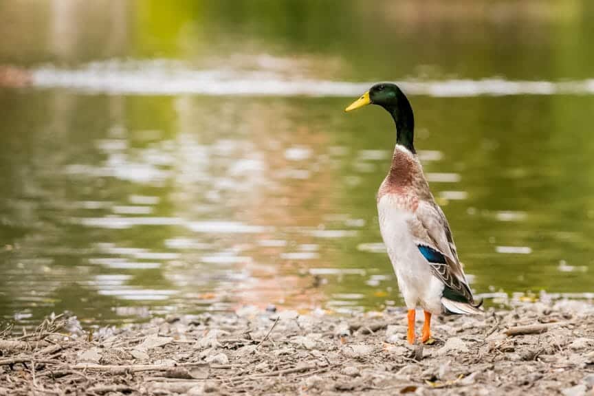 An Indian runner duck standing by a lake