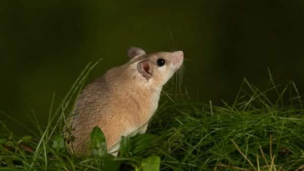 african spiny mouse