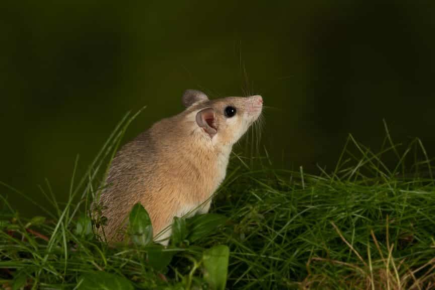 african spiny mouse