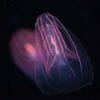 comb jelly